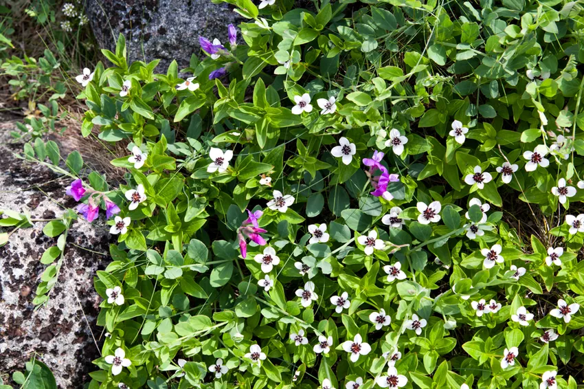 Dogwood de flores ∗ As 10 melhores dicas e variedades de cuidados