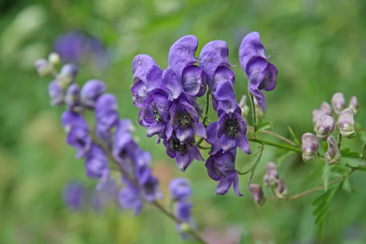 Ranunculaceae » Bunlar onları diğerlerinden ayıran özelliklerdir