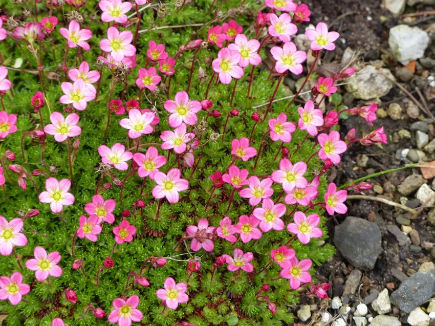 Moss Saxifrage ∗ De 10 bästa skötseltipsen (Saxifraga x arendsii)