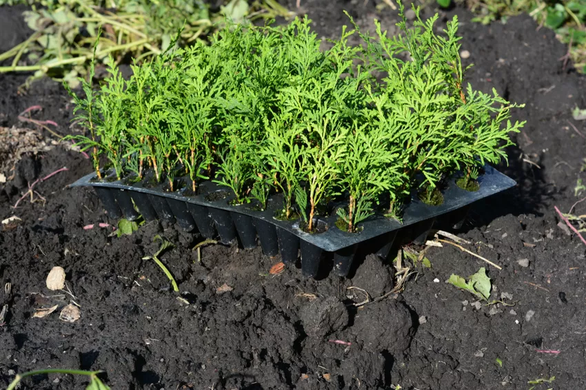 Plante thuya brabant » emplacement, distance et plus (arbre de vie)