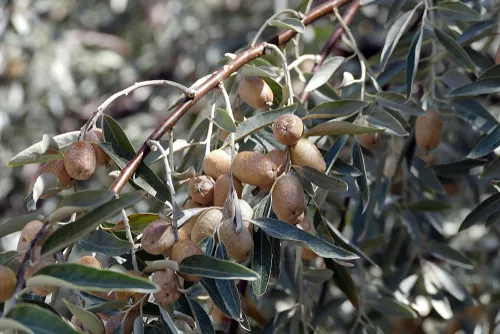 Oleifera ∗ De 10 bästa skötsel- och planttipsen och klipp rätt