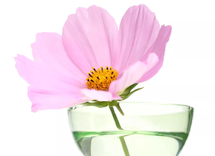 Cosmea » Използвайте ядливите цветя