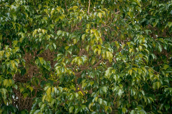 Ficus Benjamini fica com folhas amarelas » Qual é o motivo? (figo chorando)