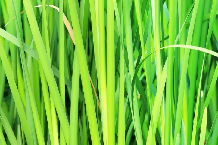 Stuf pe balcon » Plantati si ingrijiti