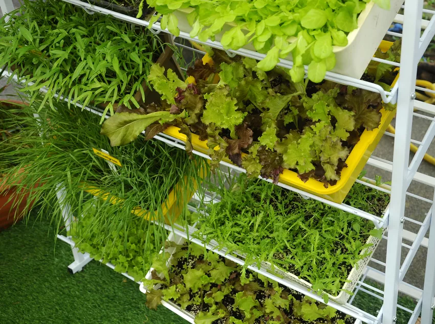 Jardín de balcón » Cómo cultivar verduras en el balcón con éxito