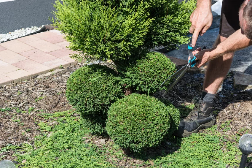 Thuja in vorm snijden » Hoe het goed te doen (Tree of Life)
