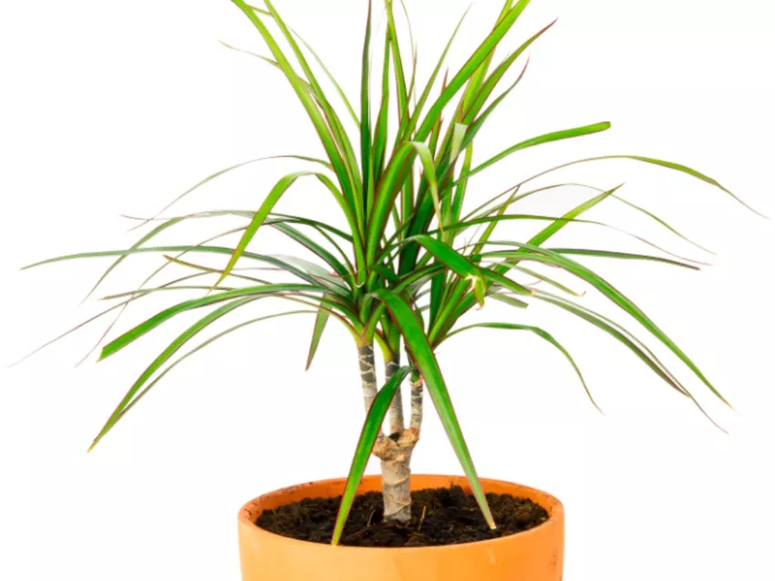 Heve et dragetre som en bonsai » Er det mulig?