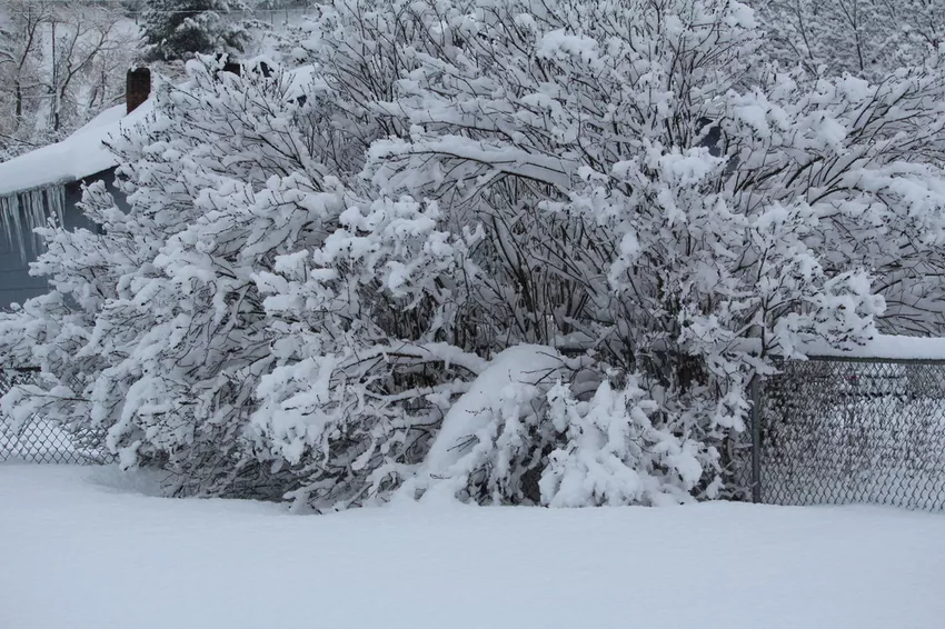 Buddleia » Winterharde soorten die bescherming nodig hebben