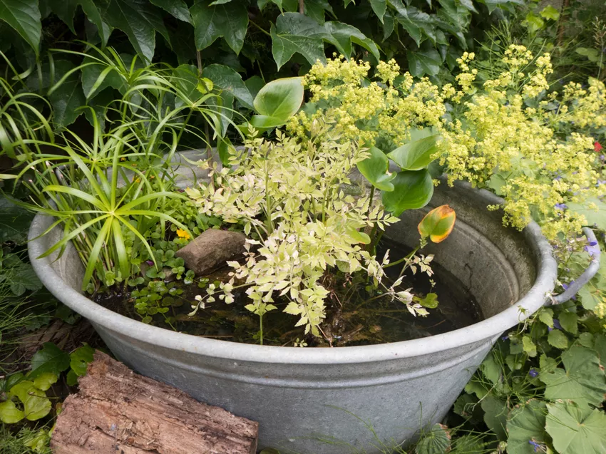 Plante en sinkbalje uten hull » Er det mulig?