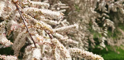 Rez tamarisk » Dobra obrezovanje za zdravo rast