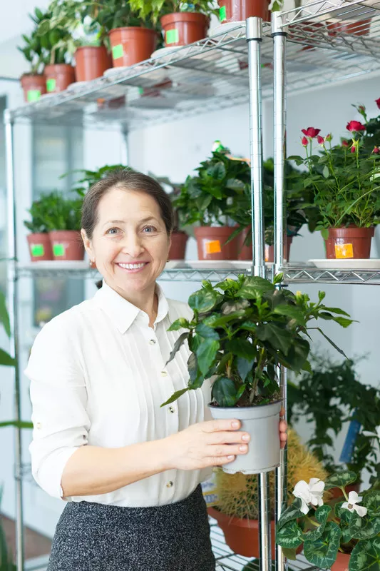 Repot hibiscus » forklaret trin for trin