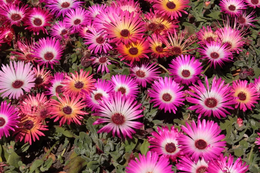 Mesembryanthemum » Winterhard of vorstgevoelig?
