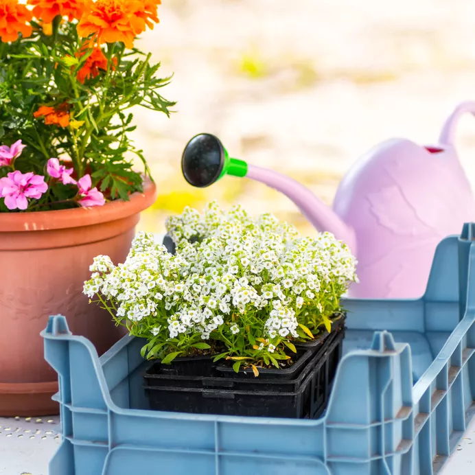 Ültetés Alyssum » Ültetési útmutató A-tól Z-ig