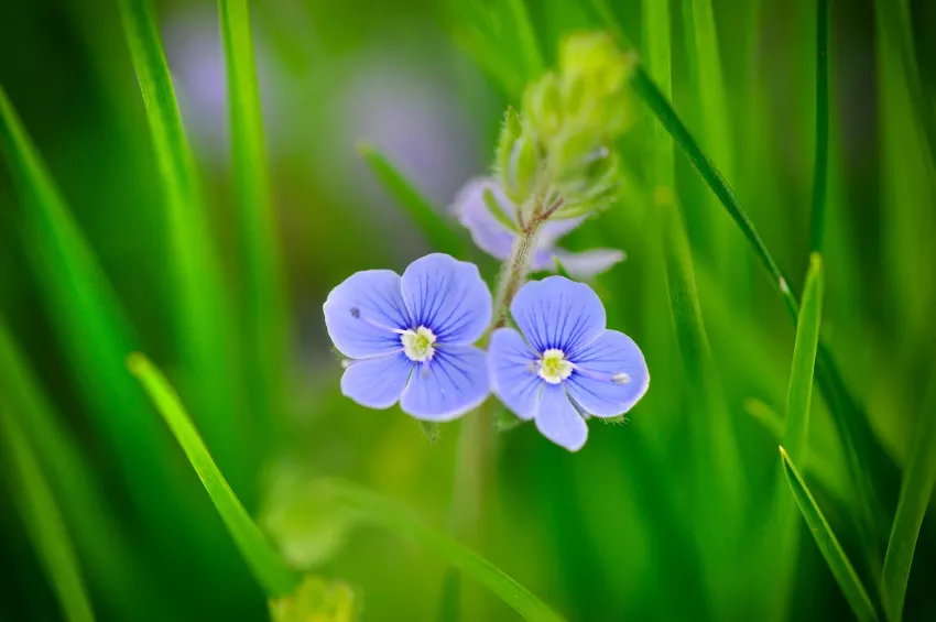 Speedwell » Засаждане, грижи, размножаване и др