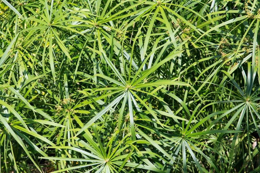 Couper l'herbe de Chypre » Quand cela a-t-il un sens ?
