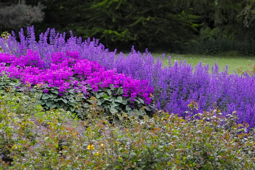 Staudebed som blomstrer hele året » Slik kombinerer du smart