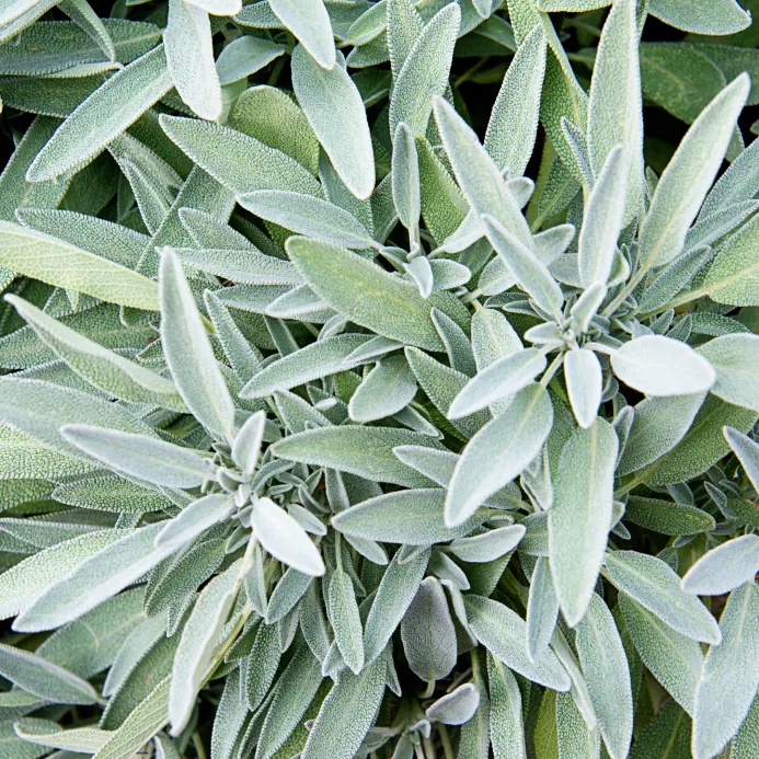 Salvia en el balcón » Plantar y cuidar de forma óptima