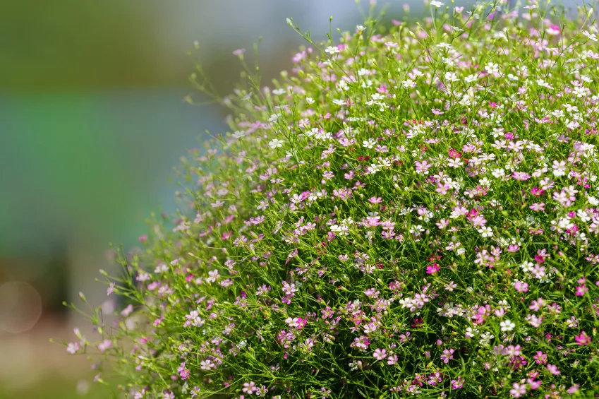 Gypsophila'nın Yayılması » En iyi yol bu
