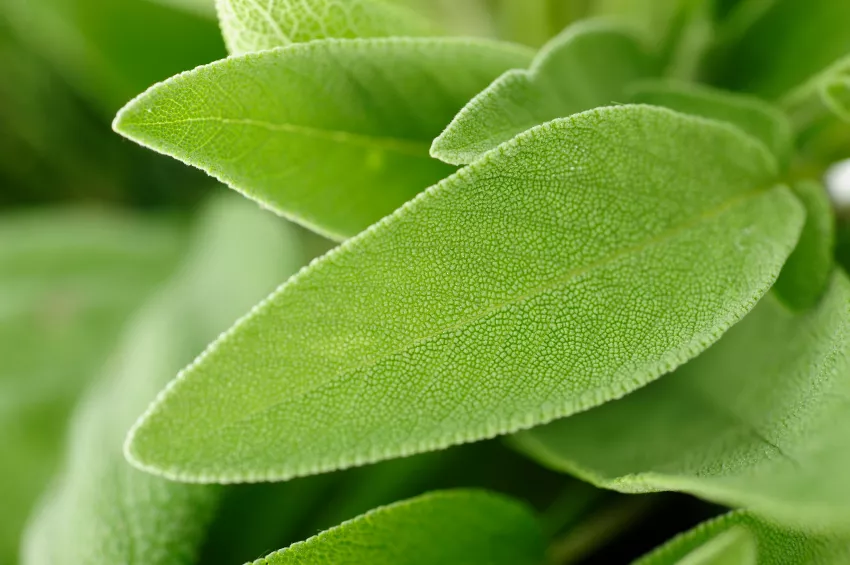 Congelar salvia » instrucciones, consejos y trucos