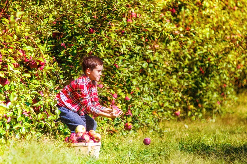 Crie uma árvore frutífera como um arbusto » É assim que se faz