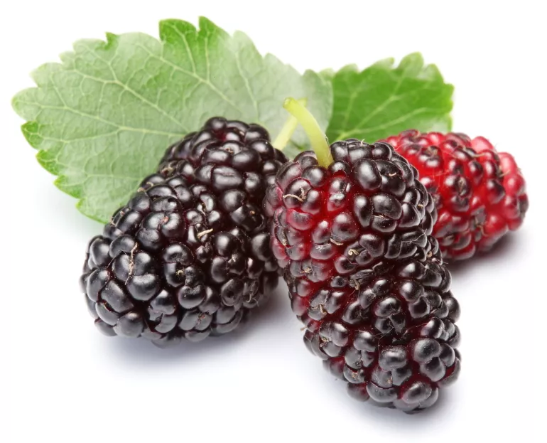 Secado de moras » Así se hace