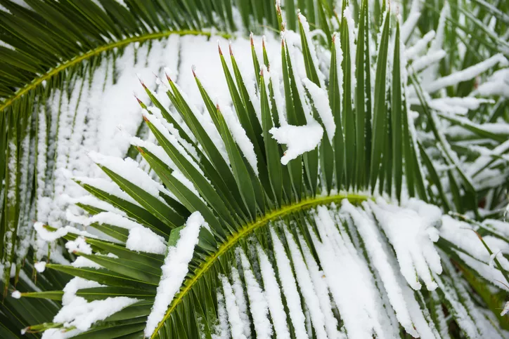 Fønixpalme » Hårdfør eller følsom over for frost?