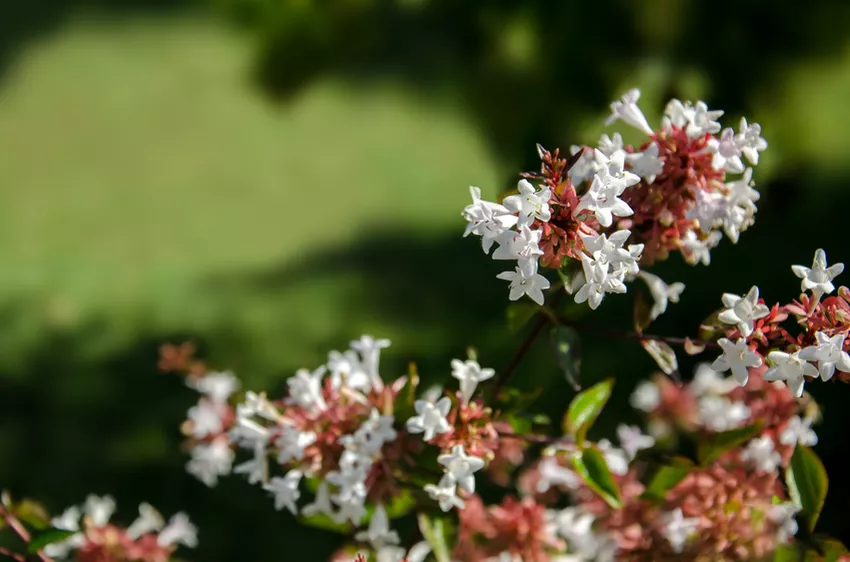 Cuidando de Abelia grandiflora » Rega, fertilização e muito mais