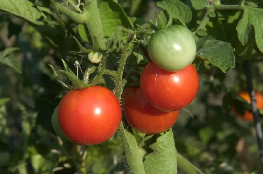Soiuri de tomate perene » Aceste soiuri sunt potrivite