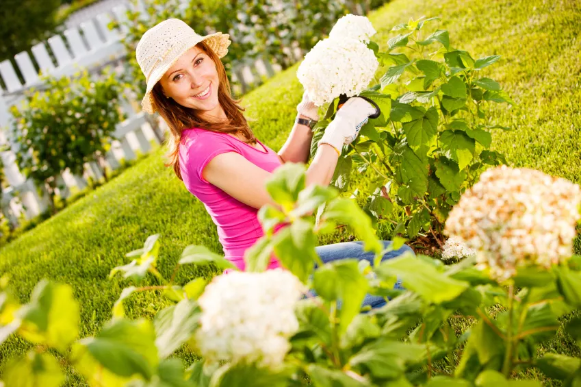 Hortênsias com caules » Como criá-las