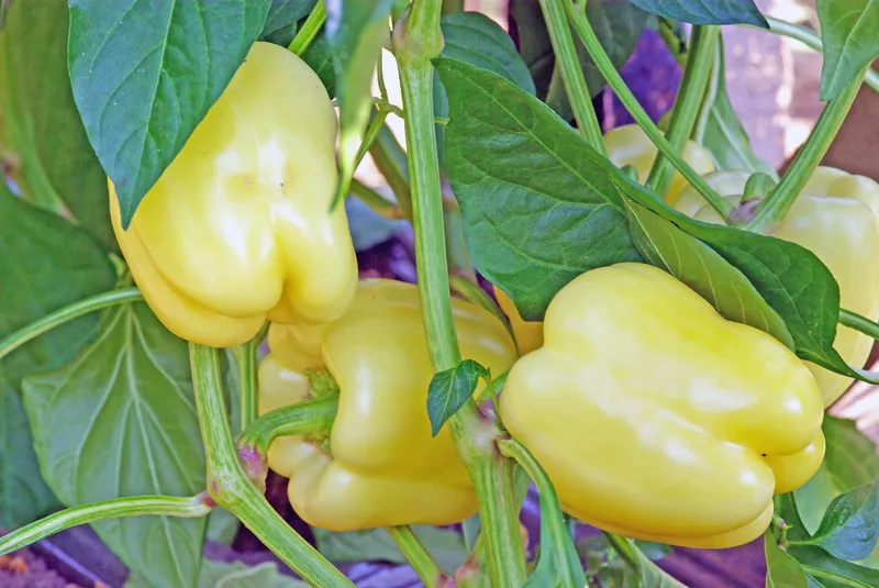 Paprika i drivhuset » Tips for å dyrke og ta vare på dem