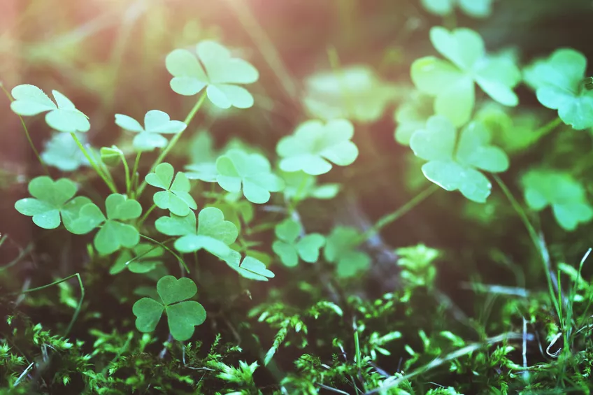 Sorrel ∗ The 10 best care and planting tips