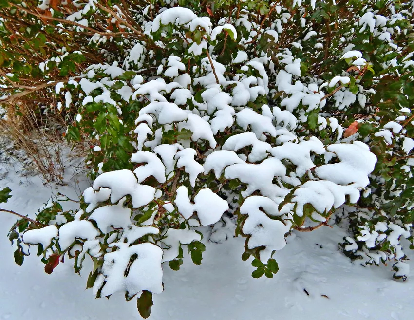 O Ilex crenata é resistente? » O azevinho japonês no inverno