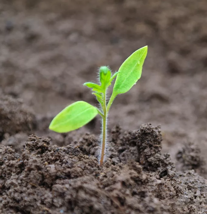 Timpul de germinare a roșiilor » Cât durează?