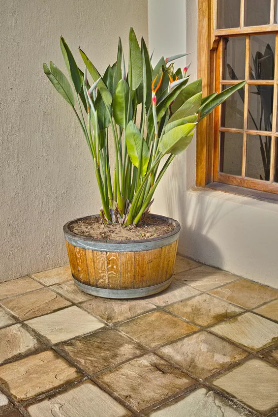 Repot Strelizie » Tako se to naredi