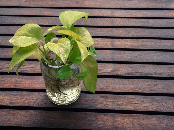 Klimop houden in hydrocultuur » Zo werkt het