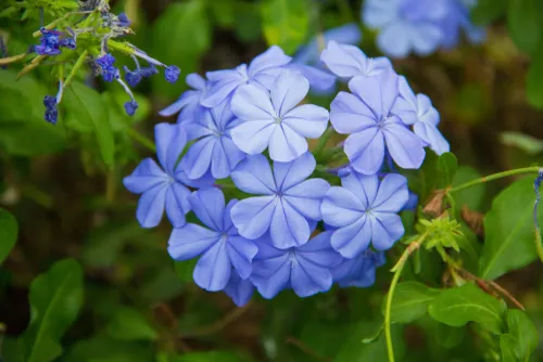 Plumbago ∗ De 10 bästa skötsel- och planteringstipsen (Plumbago)