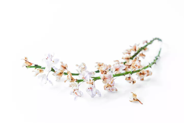 Panicules d'orchidées » Quand peut-on les couper ?