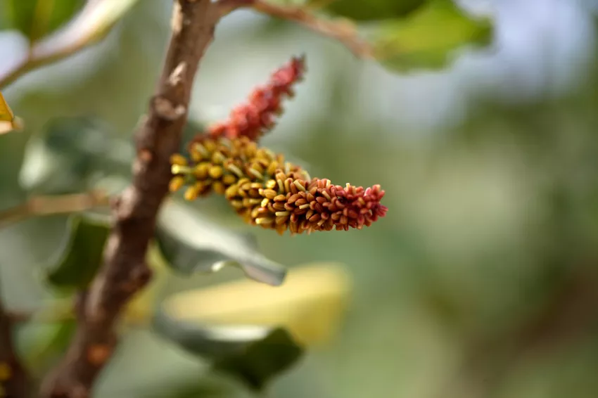 Carob Blossom » Išvaizda, charakteristikos ir daugiau