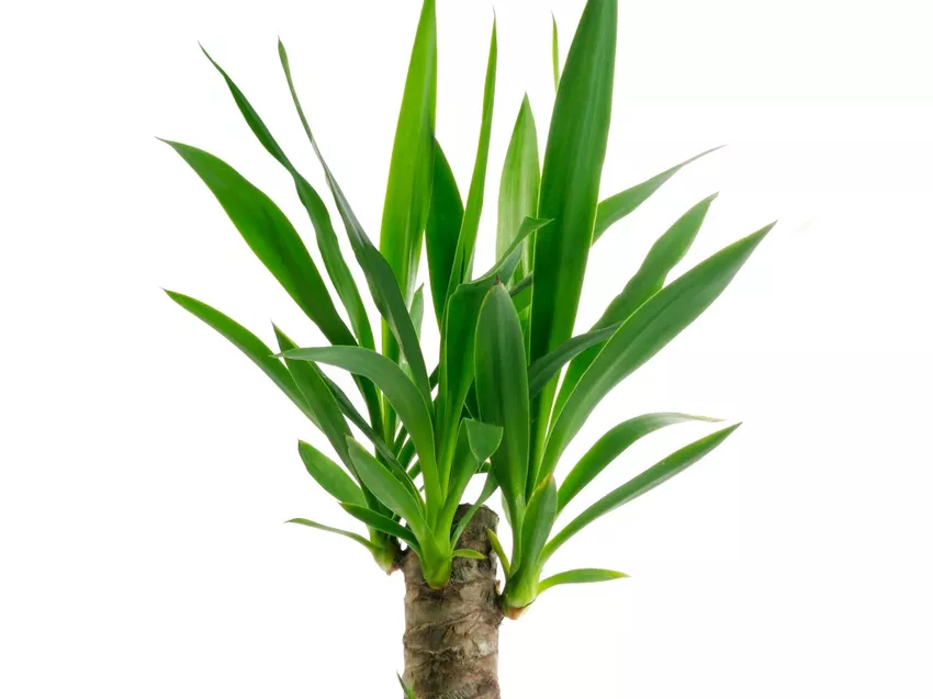 Yucca Palm » Sürgün yetiştirmek için gövdeyi kaşıdınız mı? (palmiye zambağı)