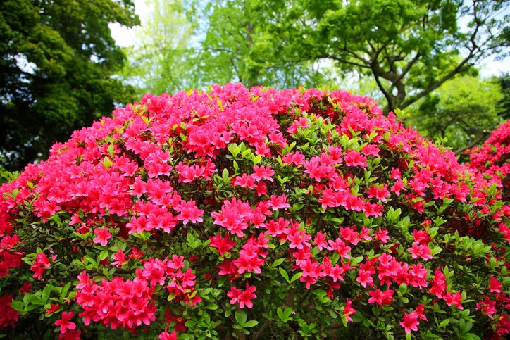 Japansk Azalea » Hvilken plassering liker hun best?