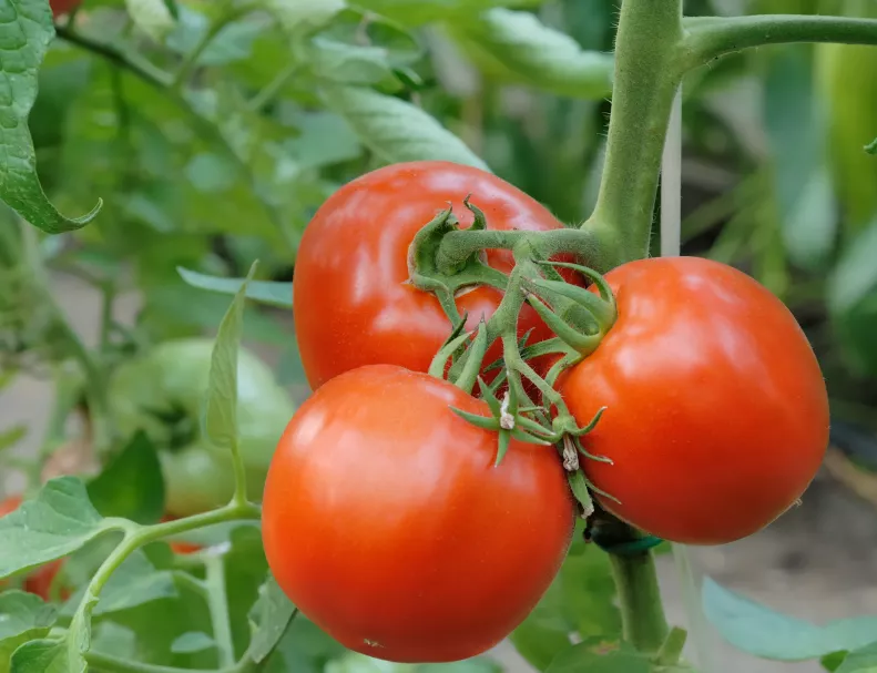 Soiuri rezistente de tomate » Aceste soiuri pot rezista mai mult