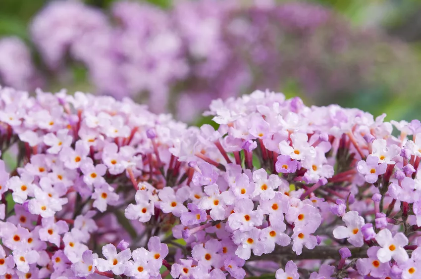 Buddleia soorten » Een overzicht van de mooiste