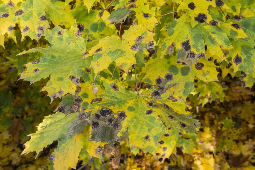 Maple Leaves » Gjenkjenne og behandle sykdommer