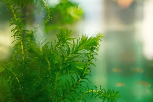 ¿Qué plantas acuáticas limpian el agua? "Una visión general