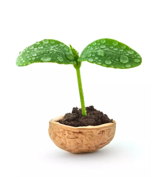 Plantando abóboras em vasos » É assim que você pode cultivá-las em vasos