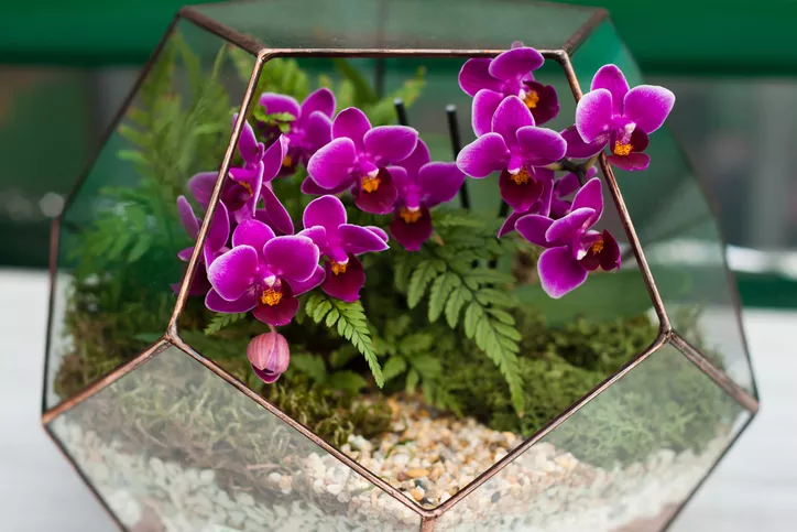 Orchideák tartása Lechuzában » Így érzik magukat teljesen nyugodtan