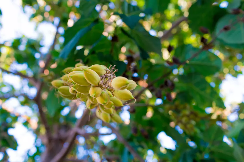 Er blåklokketræet giftigt? »Farerne ved Paulownia