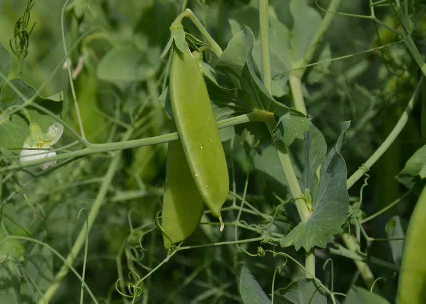 Quando sono di stagione le taccole? » Tempo di raccolta dei piselli zuccherati