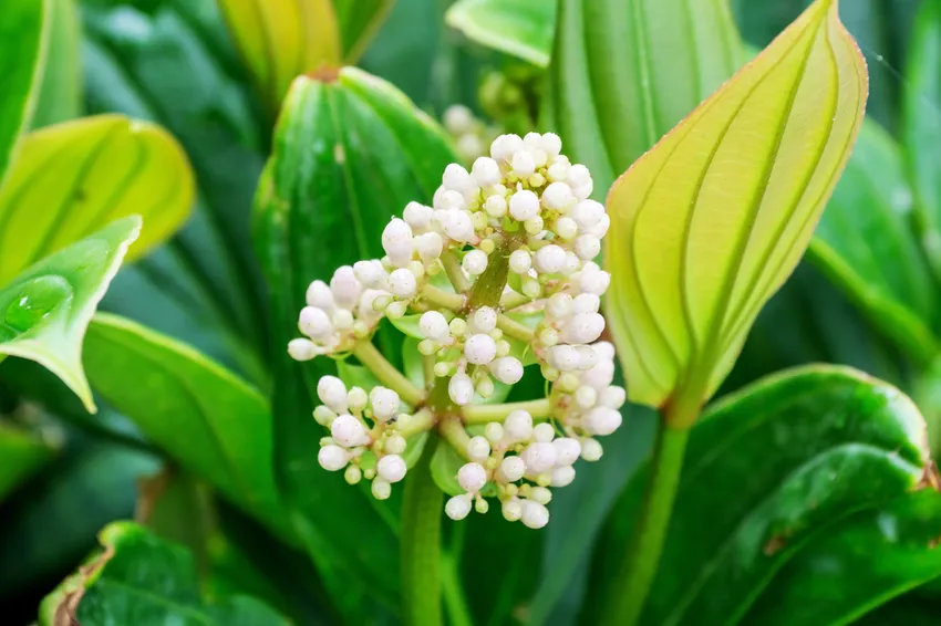 Medinilla magnifica » Identifying and Treating Diseases (Medinilla)