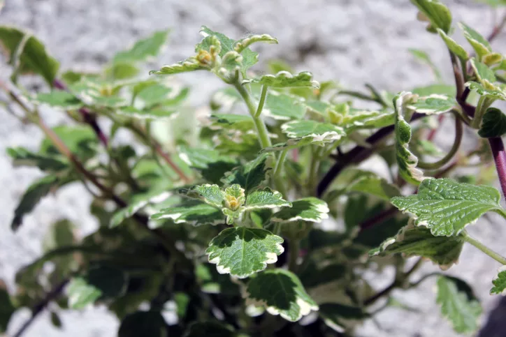 Caring for the frankincense plant on the balcony » This is how it feels good
